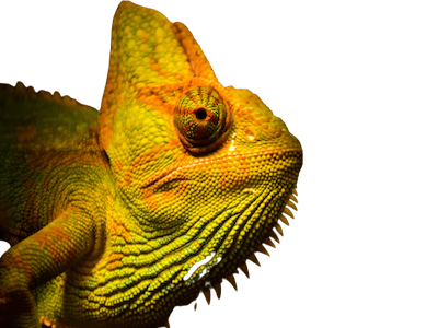 Chameleon on a transparent background